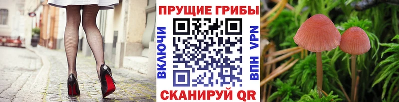 Купить где Никольское Псилоцибиновые грибы мицелий